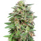 White Widow (Big Head Seeds) Cannabis-Samen