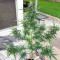 Ak Automatic (BlimBurn Seeds) Cannabis-Samen