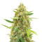 Auto Cinderella Jack (Dutch Passion) Cannabis-Samen