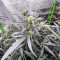 Auto GG#4 Original Glue F1 feminisierte Samen (Seedkeepers)