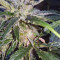 Auto Masszar (Critical Mass Collective Seeds) Cannabis-Samen