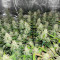 Blue Dream Autoflower feminisierte Samen (Seedkeepers)