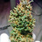 Cream Caramel Auto (Sweet Seeds) Cannabis-Samen