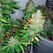 Fruit Punch Auto feminisiertes Saatgut (Heavyweight Seeds)
