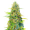 GG#4 Original Glue Fast Version feminisierte Samen (EGS)