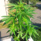 Kalashnikova (GHS) Cannabis-Samen