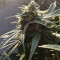 King’s Kush Auto CBD (GHS) Cannabis-Samen
