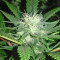Kush Fromage (Medicann Seeds) Cannabis-Samen