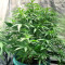 Medical Buddha (Kera Seeds) Cannabis-Samen