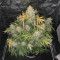 Original Auto OG Kush (Fast Buds) Cannabis-Samen