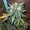 Pumpkin Kush regular (RQS) Cannabis-Samen