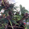 Purple Bud (White Label) Cannabis-Samen