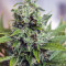 Purple Bud (White Label) Cannabis-Samen