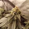 Gelato 33 (Advanced Seeds) Cannabis-Samen zu verkaufen