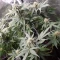 Tangie'matic Auto (Fast Buds) Cannabis-Samen zu verkaufen