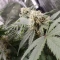 Tangie'matic Auto (Fast Buds) Cannabis-Samen zu verkaufen