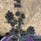 LSD-25 Auto (Fast Buds) Cannabis-Samen zu verkaufen