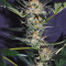Amnesi-K Lemon (Kannabia Seeds) Cannabis-Samen zu verkaufen