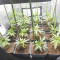 Royal Gorilla Cannabis-Samen Kaufen