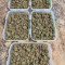 Original Auto Northern Lights (Fast Buds) Cannabis-Samen zu verkaufen