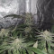 Cookies Gelato (RQS) Cannabis-Samen