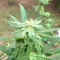 Kaufe Grandmommy Purple Samen feminisiert von Herbies Seeds
