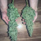 Big Bang Auto Cannabis-Samen Kaufen