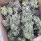 Triple G (RQS) Cannabis-Samen zu verkaufen