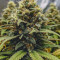 Northern Light (RQS) Cannabis-Samen zu verkaufen