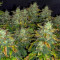 Stardawg Auto (Fast Buds) Cannabis-Samen zu verkaufen