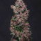 Buddha Purple Kush Auto (Buddha Seeds) Cannabis-Samen zu verkaufen