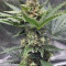 Kosher Cake Auto (Fast Buds) Cannabis-Samen zu verkaufen