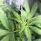 Quick One Auto (RQS) Cannabis-Samen zu verkaufen