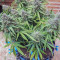 Buddha Syrup Auto Cannabis-Samen Kaufen