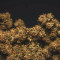 Stress Killer Automatic CBD (RQS) Cannabis-Samen zu verkaufen