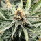 Super Lemon Haze Cannabis-Samen Kaufen