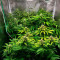 Tangerine Dream Auto (Barney's Farm) Cannabis-Samen zu verkaufen