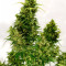 Sweet Pure Auto CBD Cannabis-Samen Kaufen