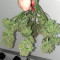 Mexican Airlines Auto (Fast Buds) Cannabis-Samen zu verkaufen