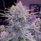 Kaufe Purple Juice Auto Samen feminisiert von Herbies Seeds