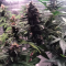 LSD-25 Auto (Fast Buds) Cannabis-Samen zu verkaufen