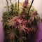 Critical Kush Cannabis-Samen Kaufen