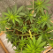 Critical Kush Cannabis-Samen Kaufen