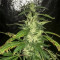 Blue Dream (BlimBurn Seeds) Cannabis-Samen