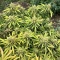Crop Doctor CBD (Cream of the Crop Seeds)