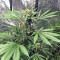 Crystal Gelato (Big Head Seeds)