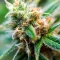 Edam Bomb (Cheese Bomb) (Bomb Seeds) Cannabis-Samen
