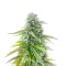 Florida Sunrise Autoflower feminisierte Samen (Seedkeepers)