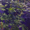 GG#4 Original Glue (Blackskull Seeds) Cannabis-Samen