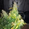Lemon Jack Autoflower feminisierte Samen (Seedkeepers)